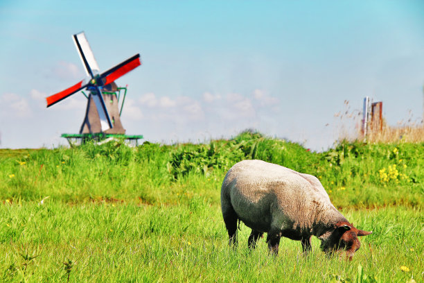 荷兰Zaanse Schans的山羊和风车图片下载