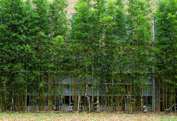 栅栏的树木图片下载