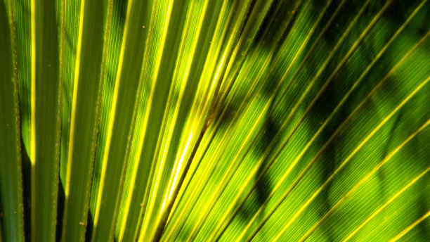 阳光下的棕榈树枝图片下载