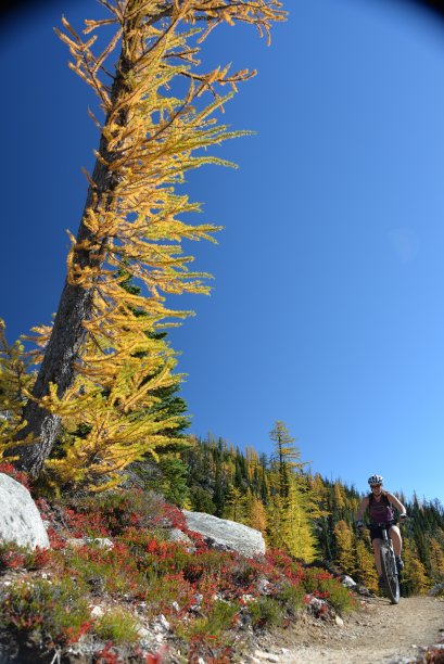 女山地摩托车手骑在一棵黄色落叶松旁边图片下载
