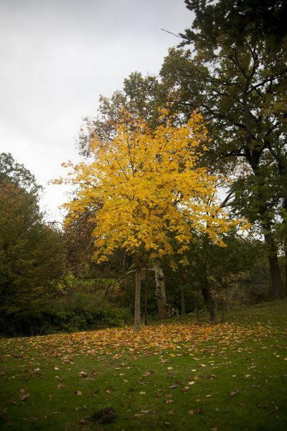 巴黎的秋天图片下载