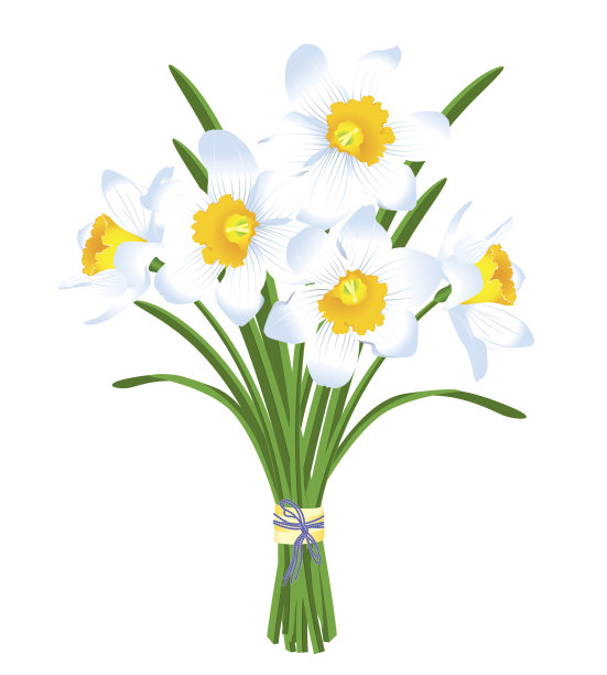 春天一束白色的水仙花图片下载