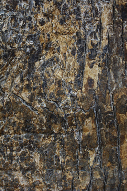 老樟树图片下载