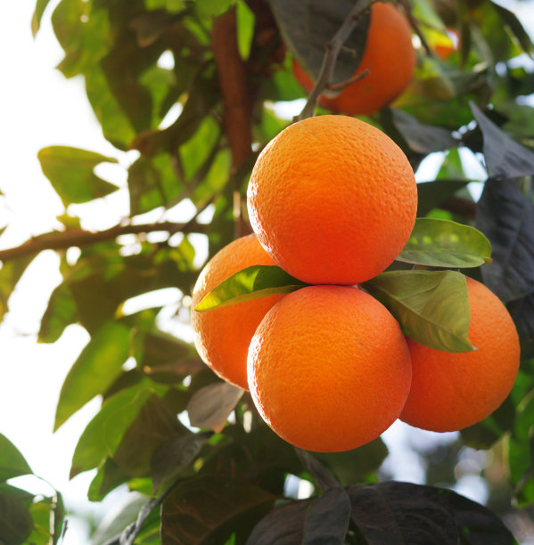 橙子树上的有机橙子图片下载