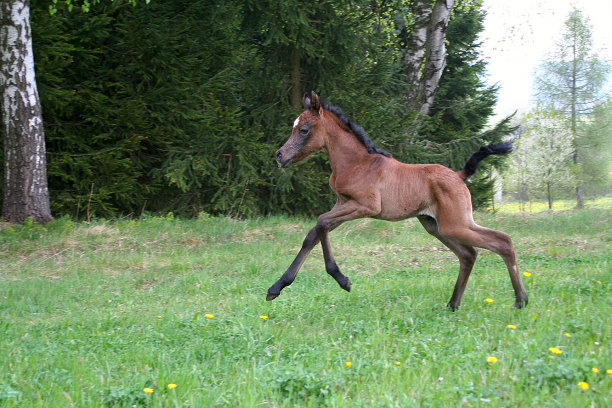 我的腿怎么分类图片下载