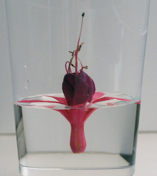 紫红色在水中图片下载