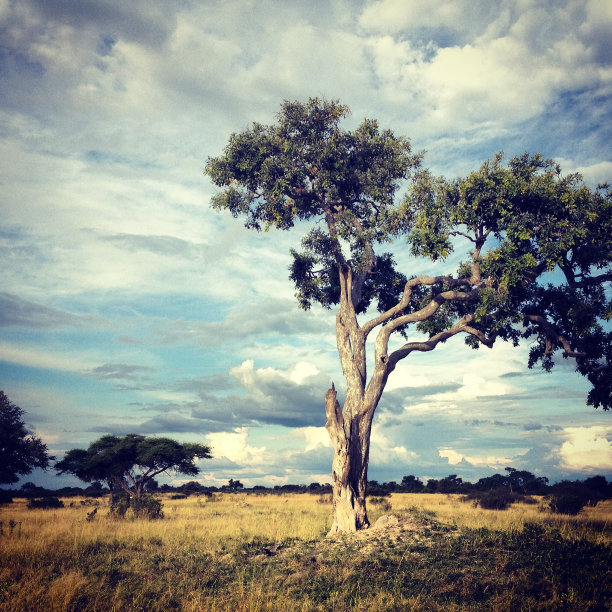 非洲景观图片下载