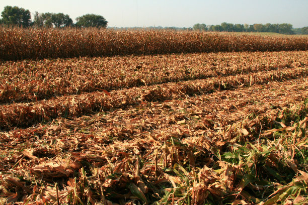 玉米收获图片下载