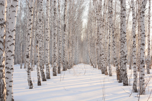冬天日落时的桦树图片下载