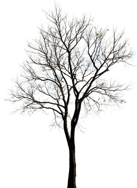 老枯树图片下载