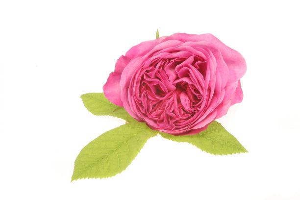 玫瑰叶子上图片下载