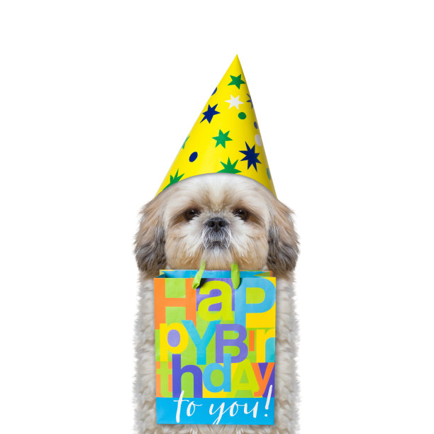 狗带着礼物去参加某人的生日图片下载