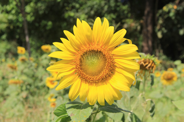 向日葵图片下载