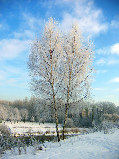 树在霜冻的冬天早晨图片下载