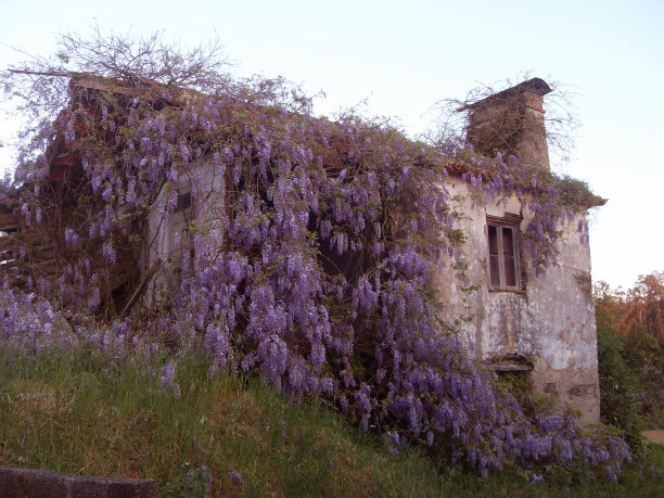 紫藤的房子图片下载