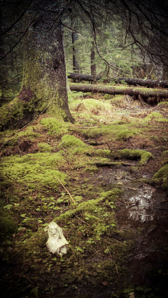 森林里的麋鹿头骨图片下载