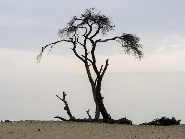 死去的松树图片下载