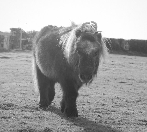 圣诞装扮的设得兰小马图片下载