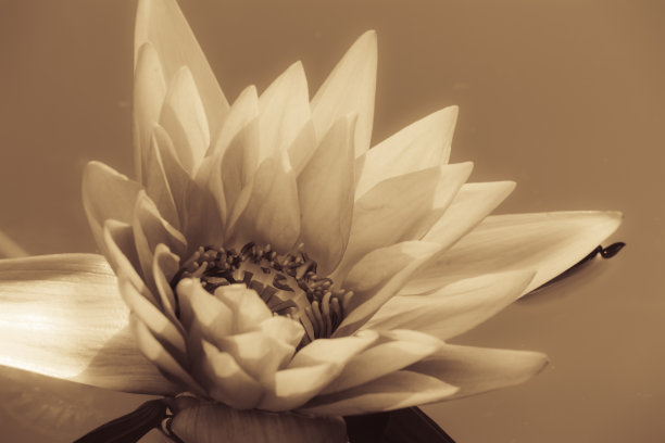 莲花的年份图片下载