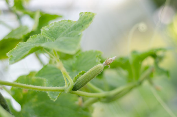 树枝上的小黄瓜图片下载