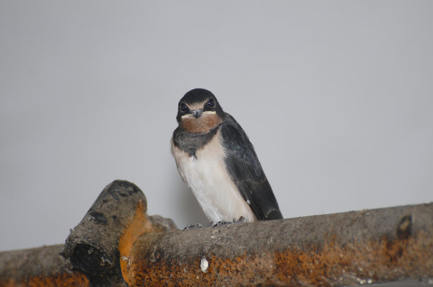 小燕子-波兰素材图片