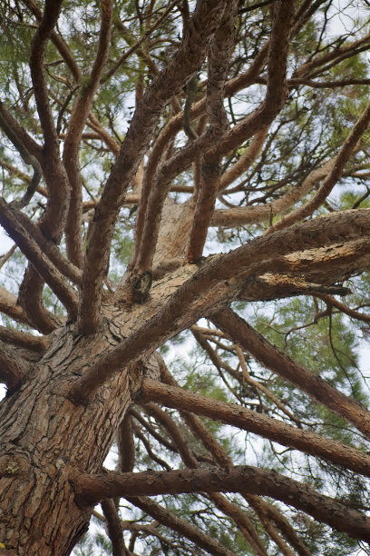 松树的树枝和树干图片下载