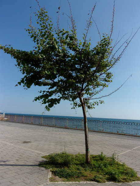 春季景观图片下载