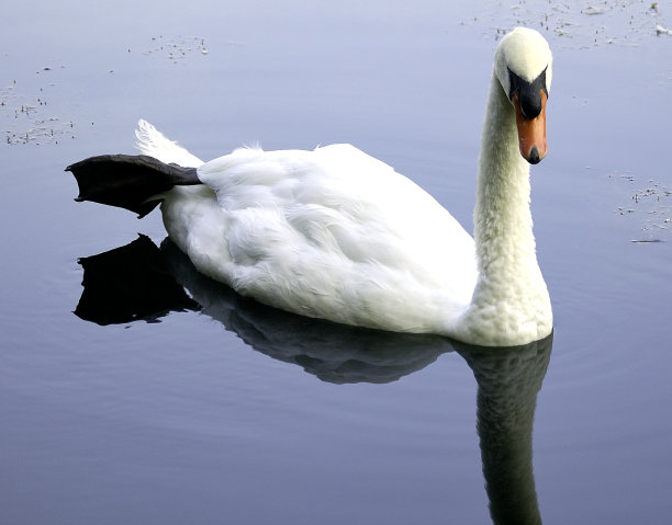 风平浪静的天鹅图片下载