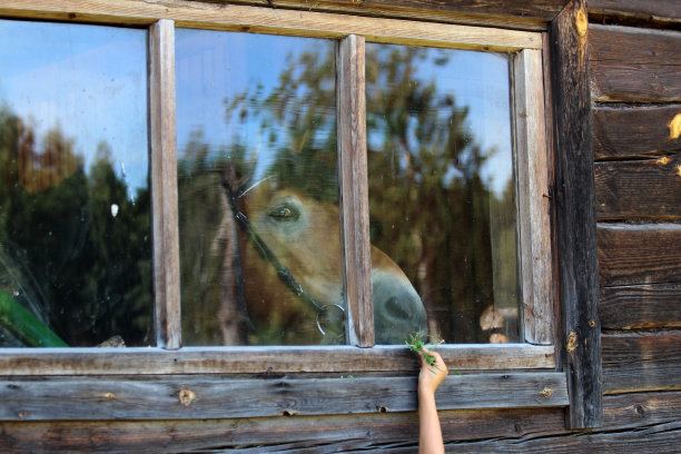 孩子透过窗户喂马图片下载
