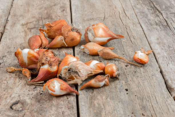 木桌上放着郁金香球茎图片下载