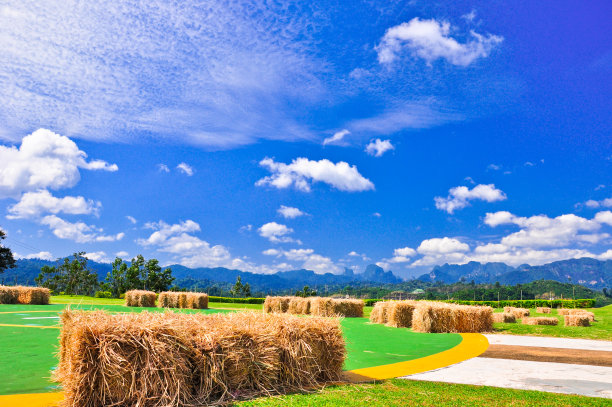春天的绿色田野和森林图片下载