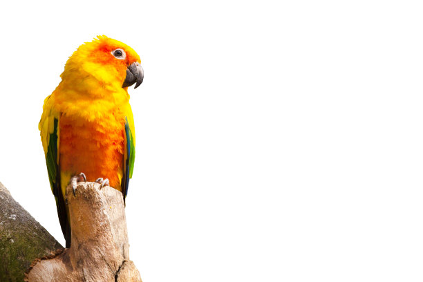 太阳长尾鹦鹉、夏至鹦鹉在白色背景上与图片下载