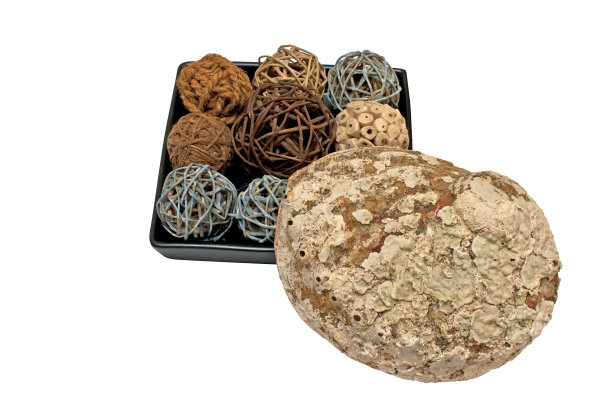 装饰与壳牌图片下载