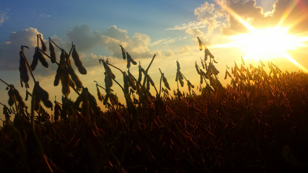 大豆图片素材ID：127303882