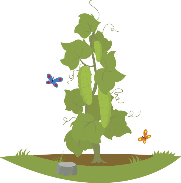 布什黄瓜果实。图片下载