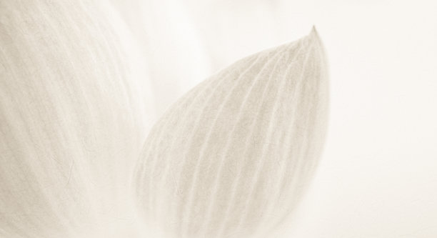 柔软图片素材ID：127312894