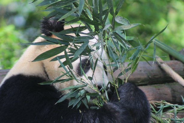 熊猫图片下载