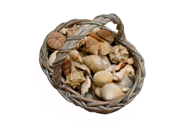 装饰与壳牌图片下载