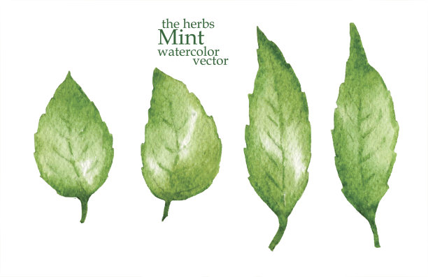 薄荷的草图。矢量插图。素材图片