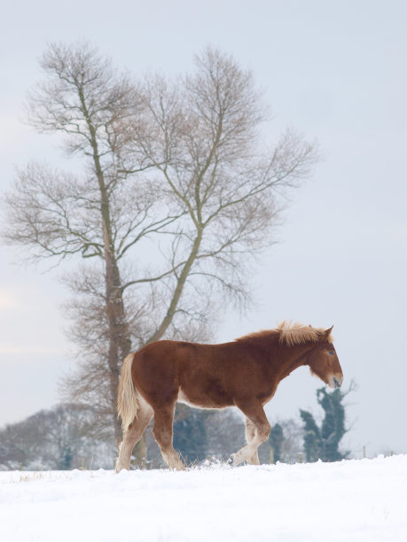 雪中的马图片下载