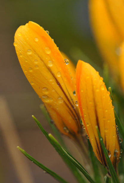 郁金香雨后素材图片