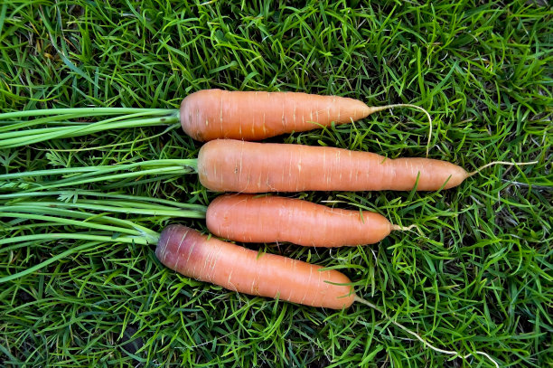 草地上的胡萝卜图片下载