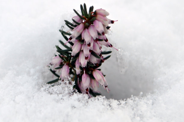 粉红色的花盛开图片下载