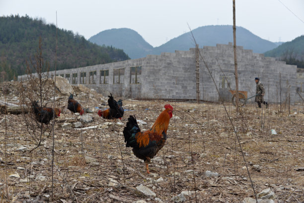放养鸡图片下载