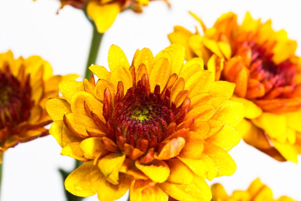 美丽的黄色菊花图片下载