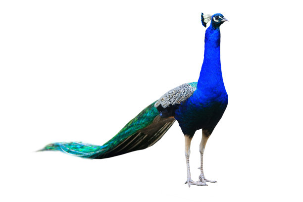 孔雀图片下载