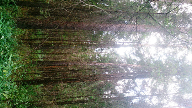 2015年莫斯科松林(3)图片下载