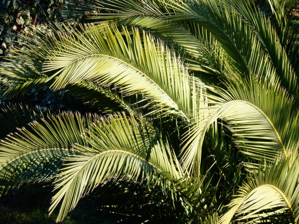 阳光下的棕榈树图片下载