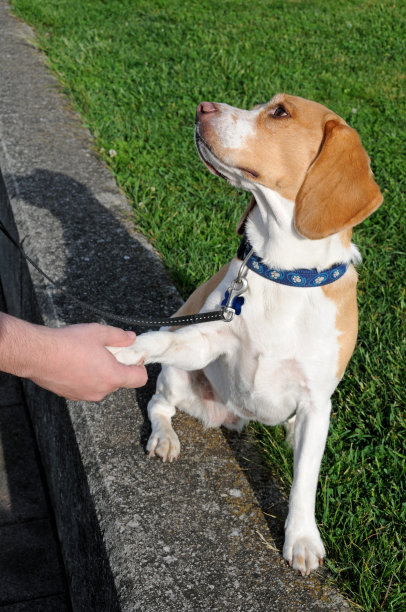 狗摇爪图片下载