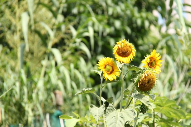 盛开的向日葵图片下载